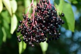 Bez czarny (Sambucus nigra) owoc